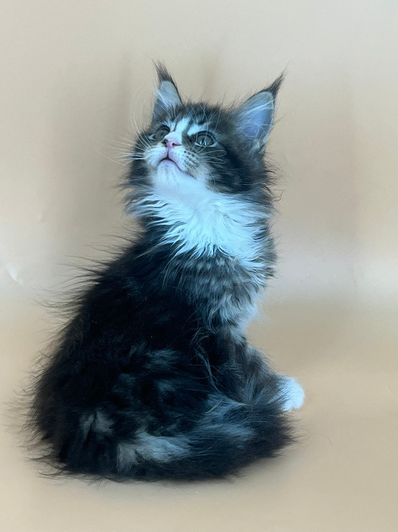 Bershka Maine Coon female, black tortie tabby bicolour
