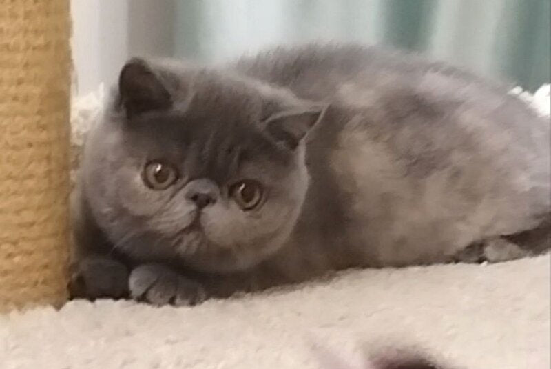Nifa Exotic female, blue tortie