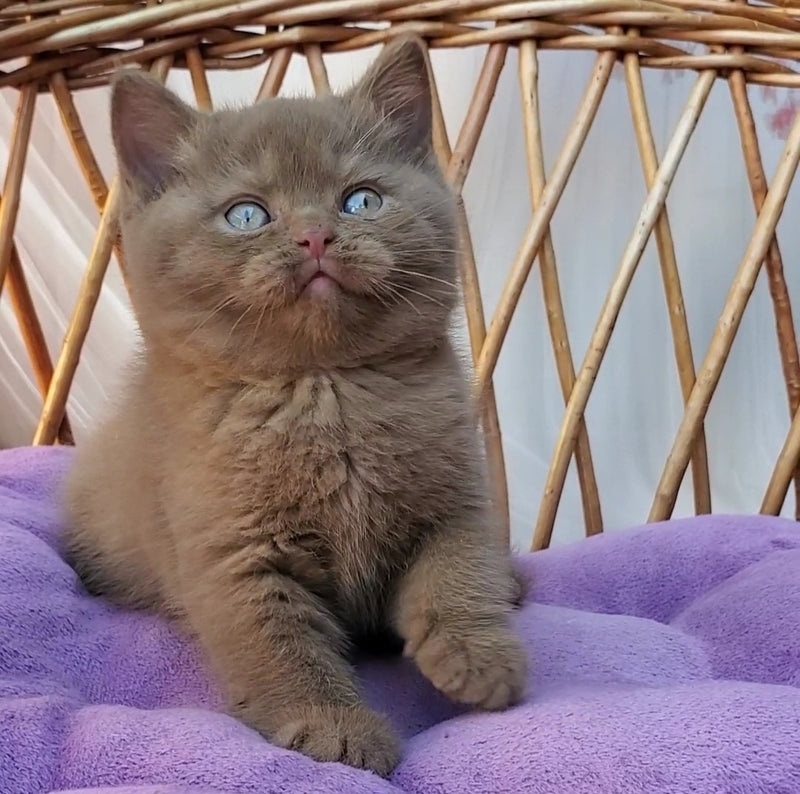 Xammer British Shorthair male, cinnamon