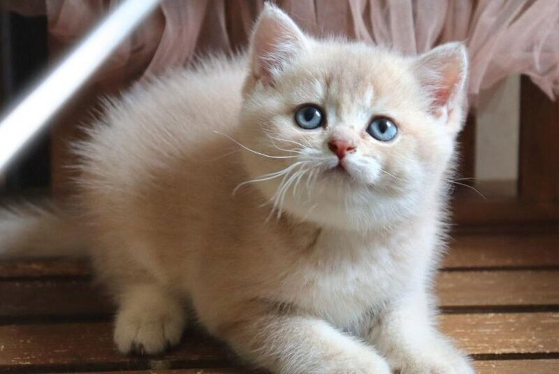 Stianly British Shorthair male, lilac golden shaded