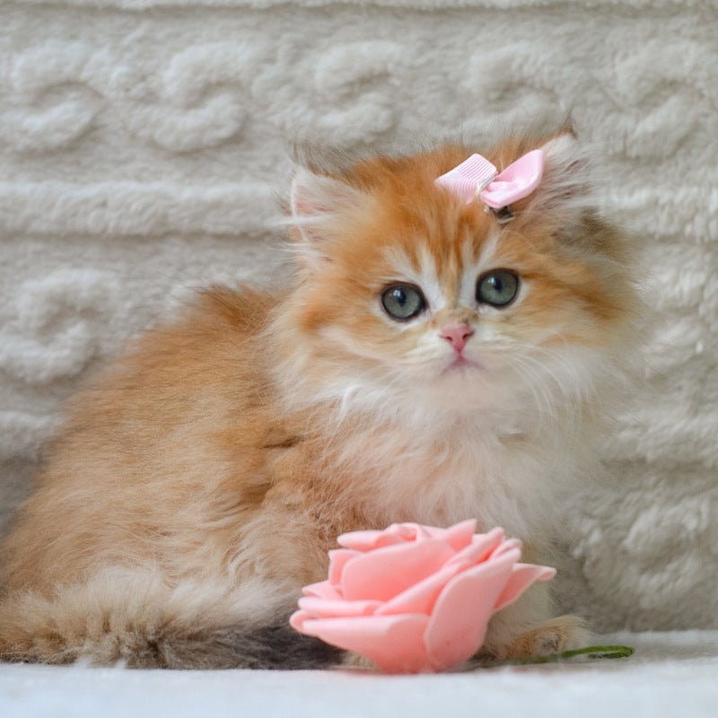 Emma British Longhair female, black golden shaded