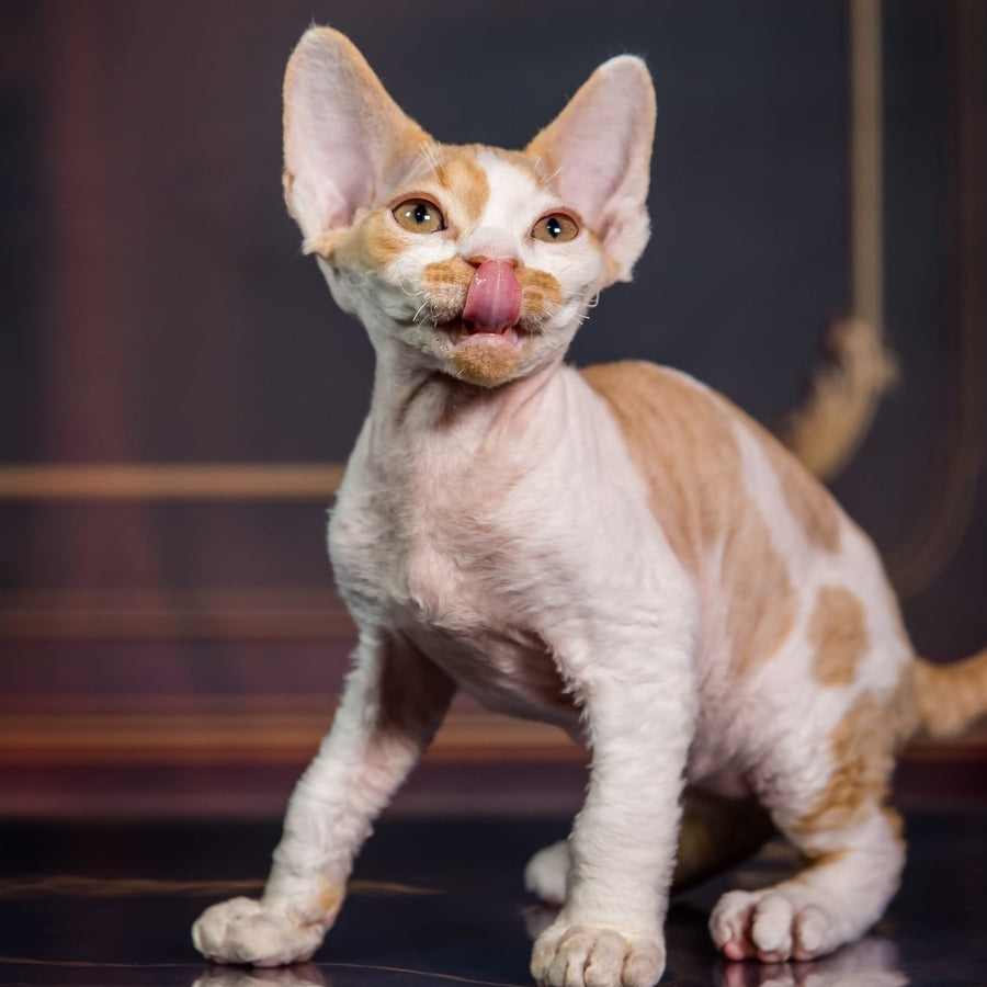 Kuki Devon Rex male, red bicolour