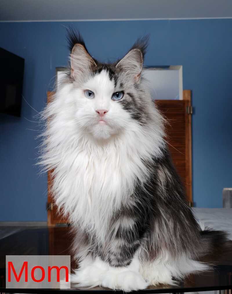 Pandora Maine Coon polydactyl female, black tabby with white