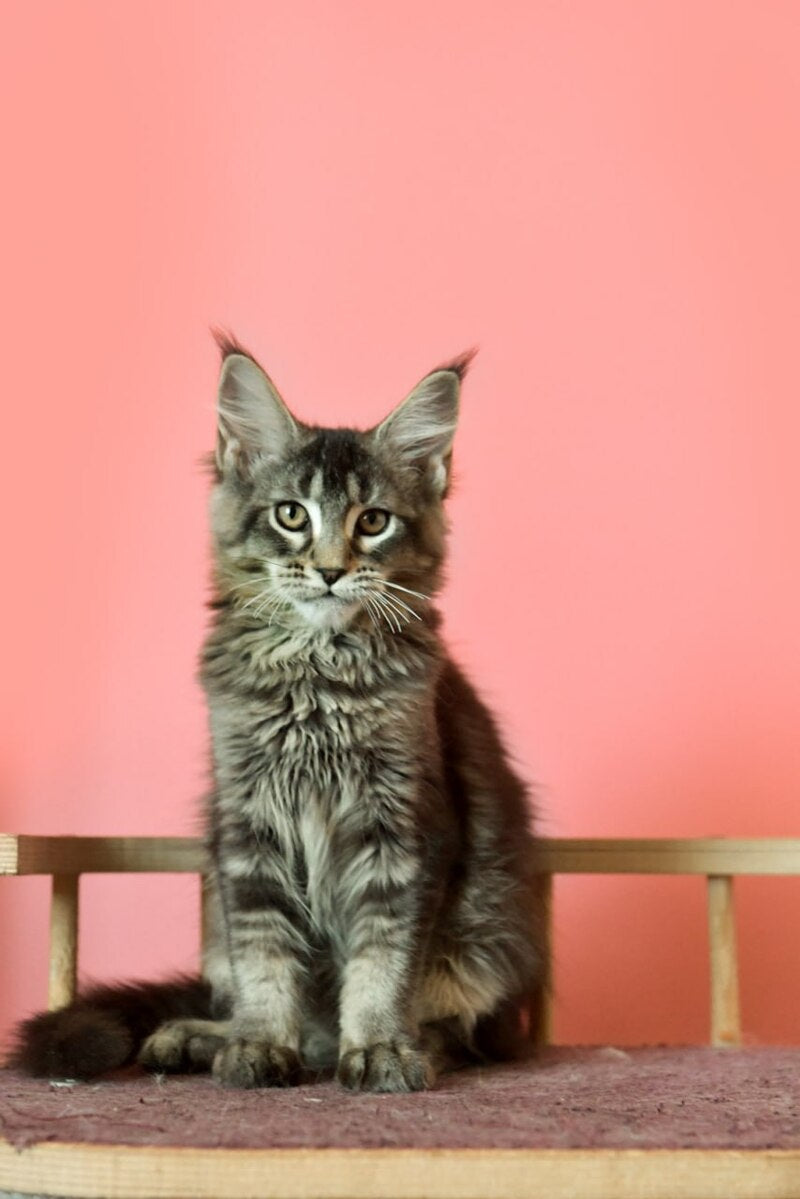 Zelda Maine Coon female, black ticked tabby