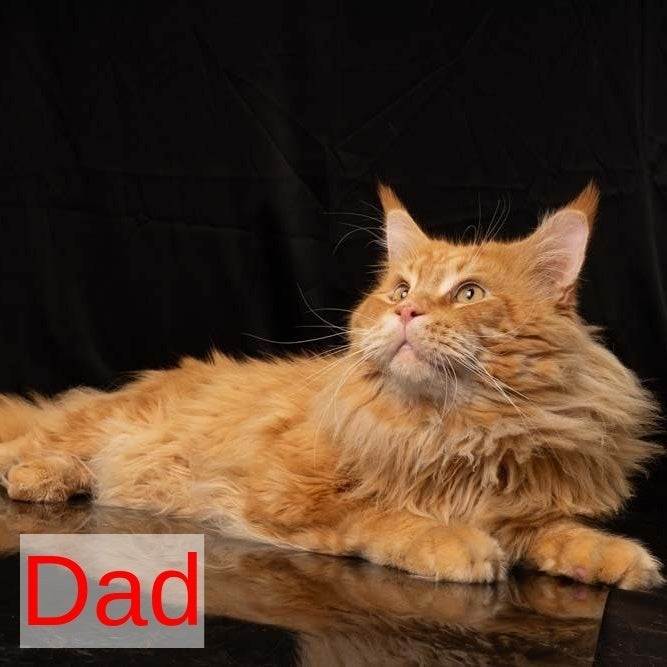 Yukon Maine Coon male, red silver tabby