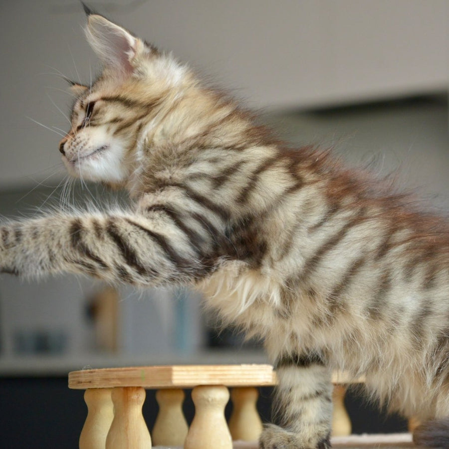 Yathana Maine Coon female, black tabby