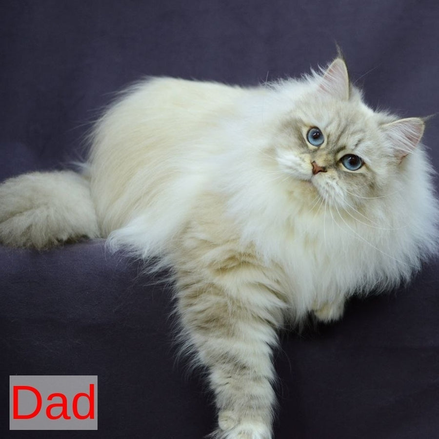 Lion Siberian male, black tabby pointed with white