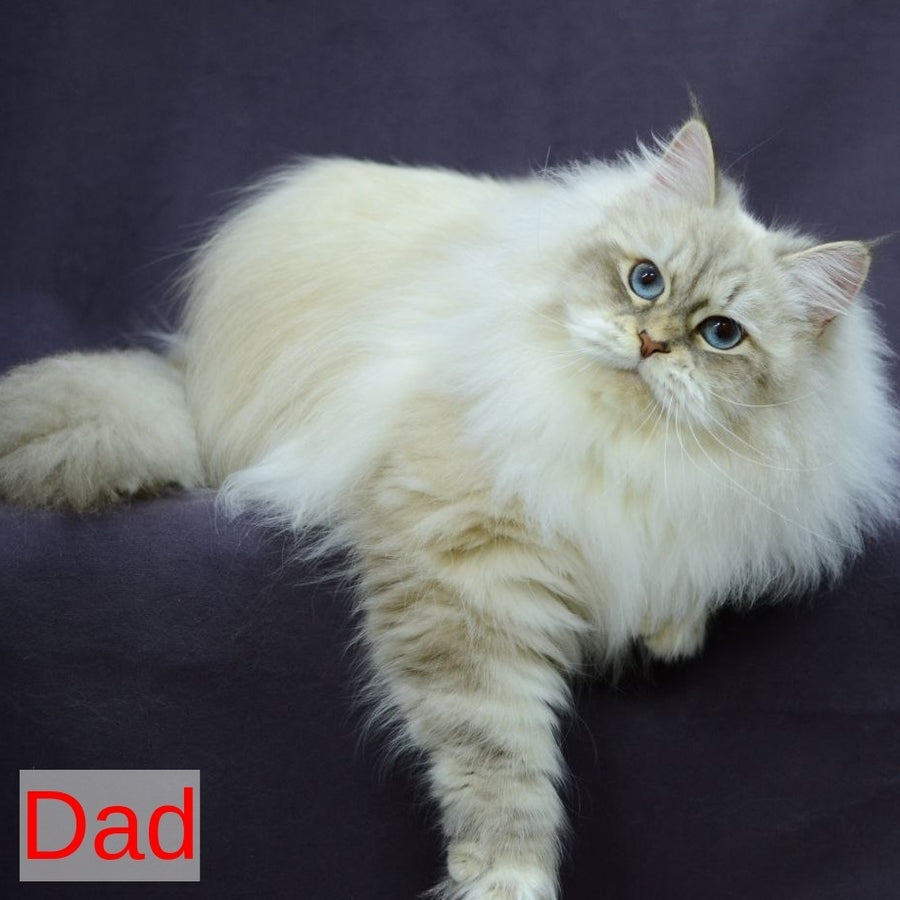 Lana Siberian female, black tabby pointed with white