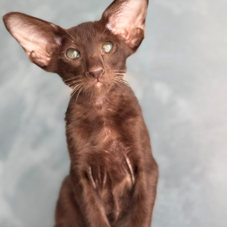 Nolik Oriental Shorthair male, chocolate