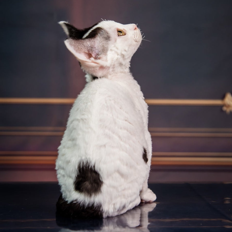 Kiki Devon Rex female, black harlequin