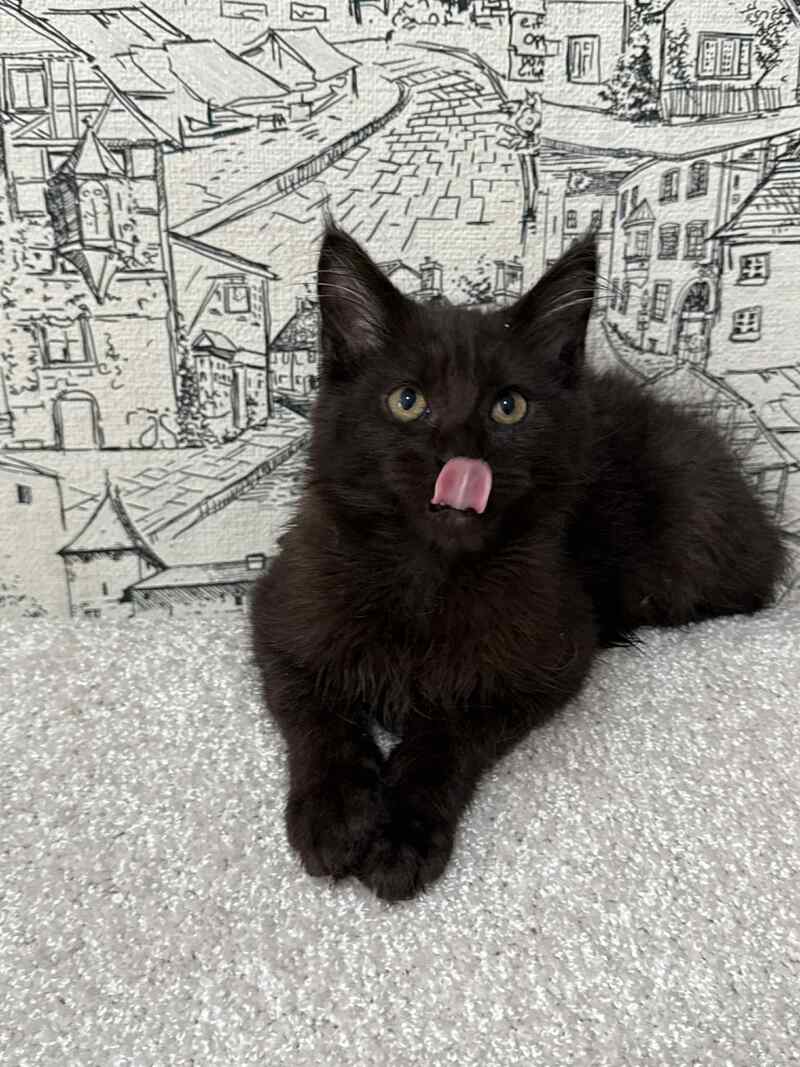 Fenomen Maine Coon male, black