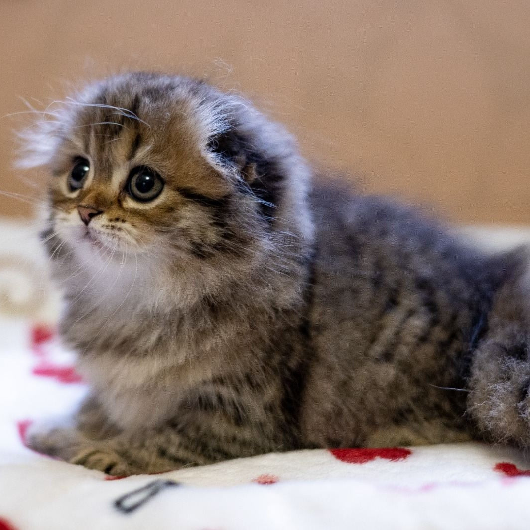 Lusya Scottish Fold female, black spotted tabby
