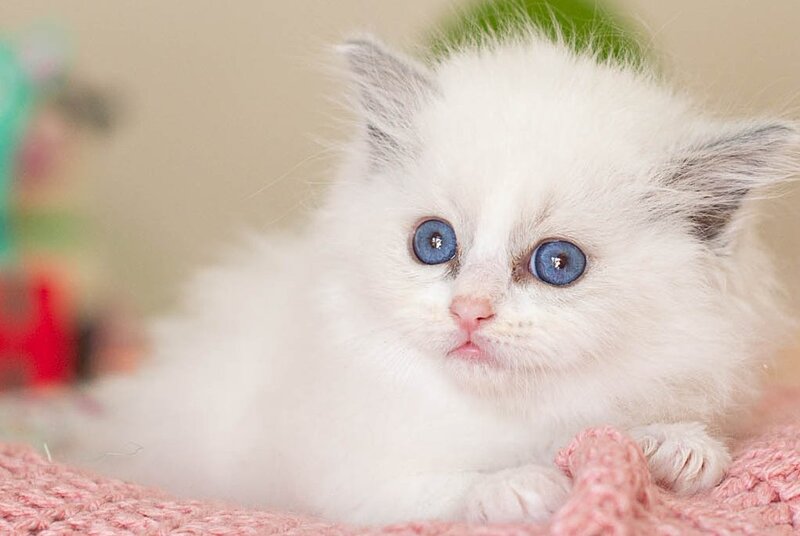Vivian Ragdoll female, blue bicolour