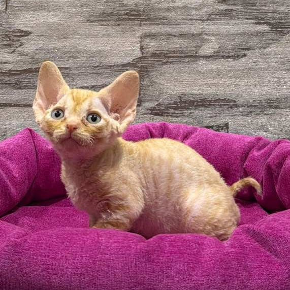Persik Devon Rex male, red