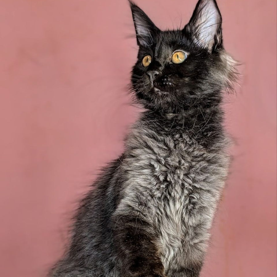 Wizard Maine Coon male, black