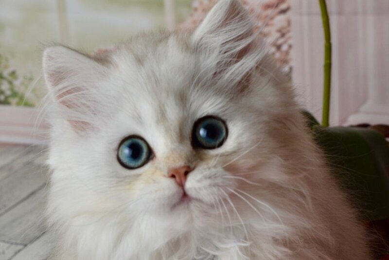 Rina Scottish Straight female black silver shaded - live animals