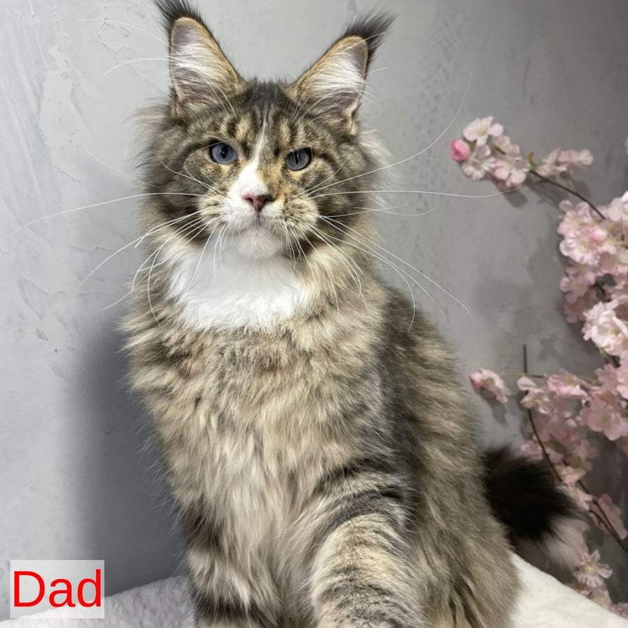 Urkhon Maine Coon male, black tabby with white