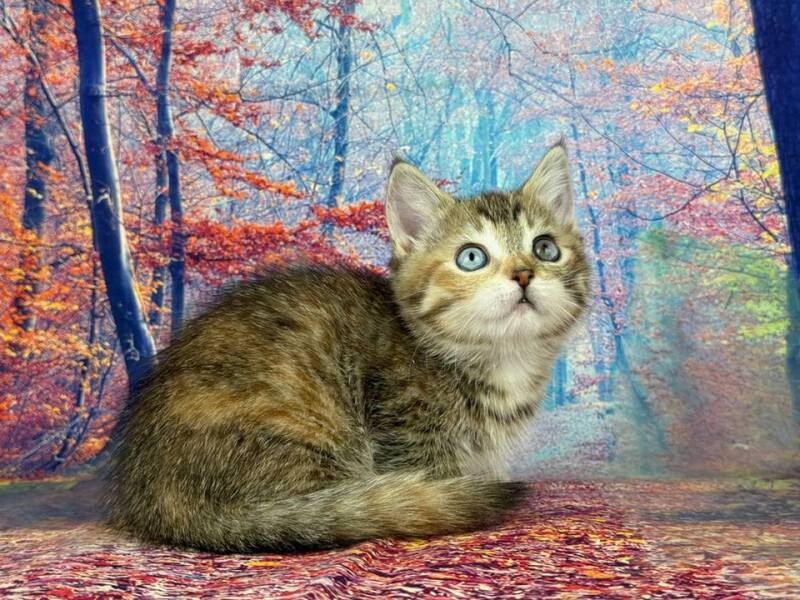 Zlata Munchkin female, black tortie spotted tabby with white
