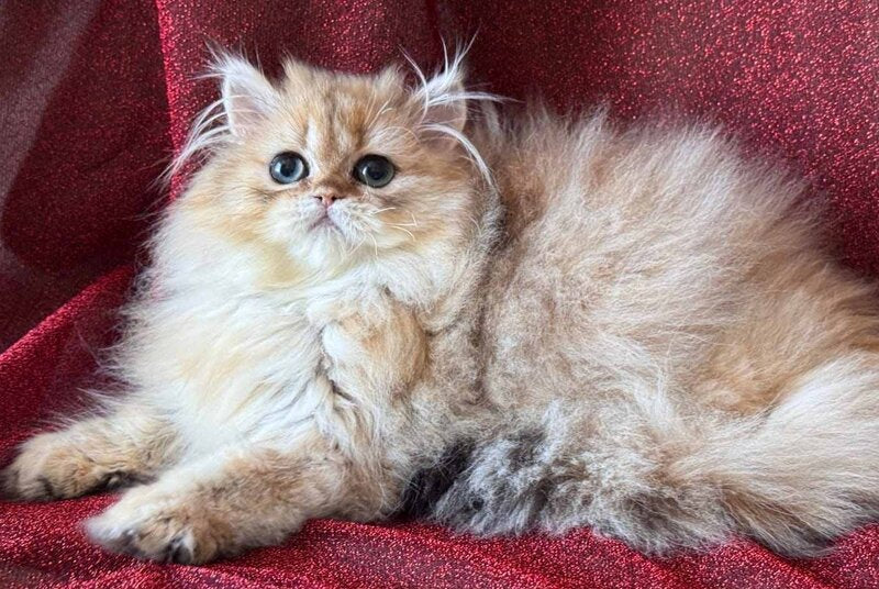 Tiffany Persian female, black golden shaded