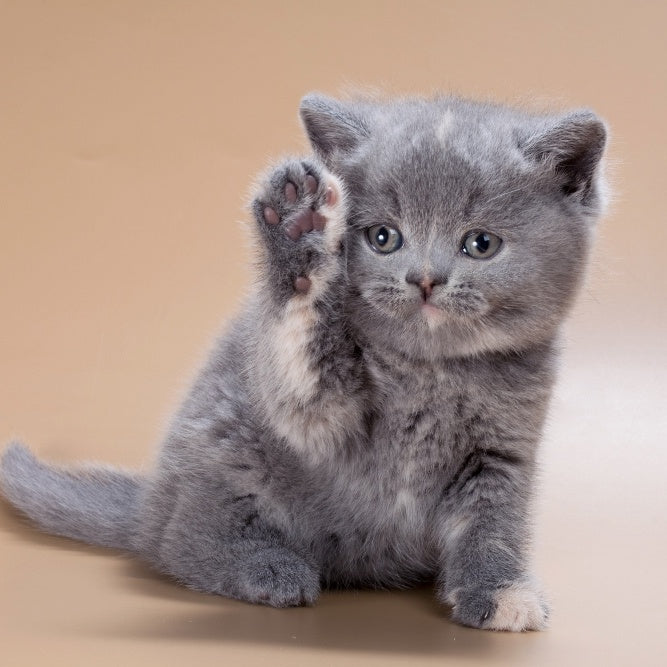 Quimby British Shorthair female, blue tortie