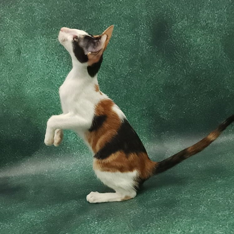 Ulrica Oriental Shorthair female, black tortie tabby harlequin