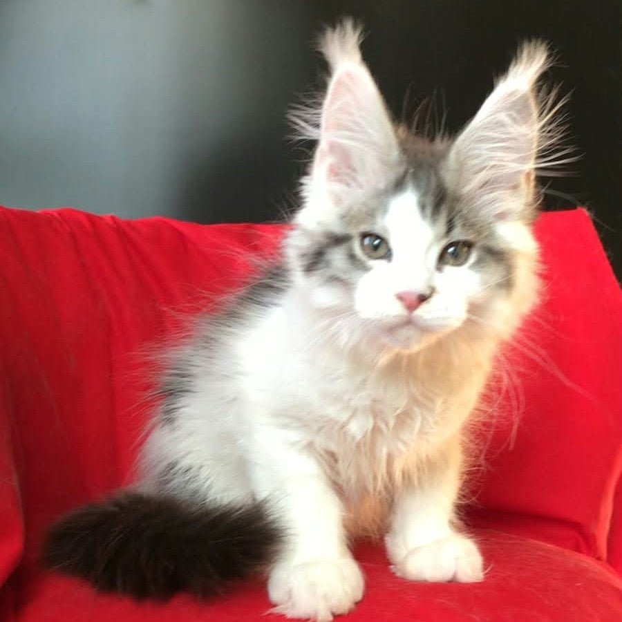 Graf Maine Coon male, black tabby bicolour