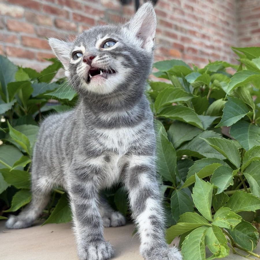 Cherruti Bengal male, blue silver spotted tabby