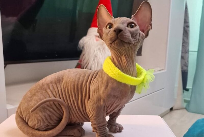 Baron Bambino male blue - live animals