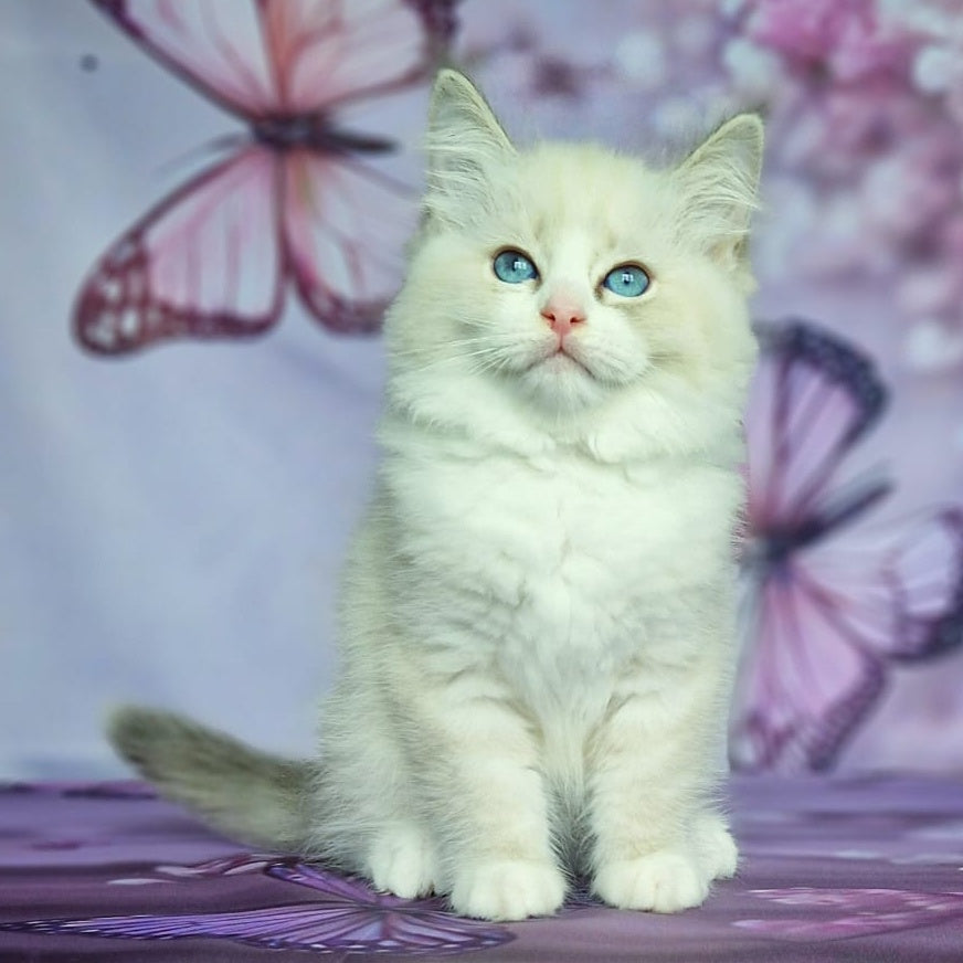 Endy Siberian male, blue bicolour tabby pointed