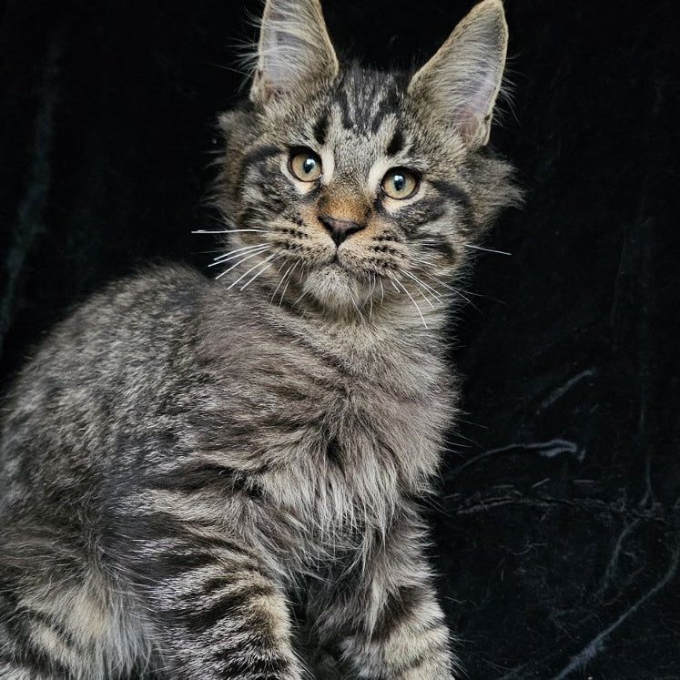 Shtorm Maine Coon male, black silver spotted tabby