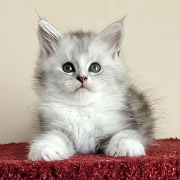 Happy Maine Coon female, black silver ticked tabby with white