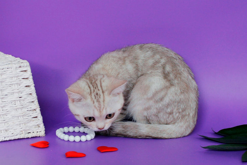 Kleo British Shorthair female, chocolate silver tabby