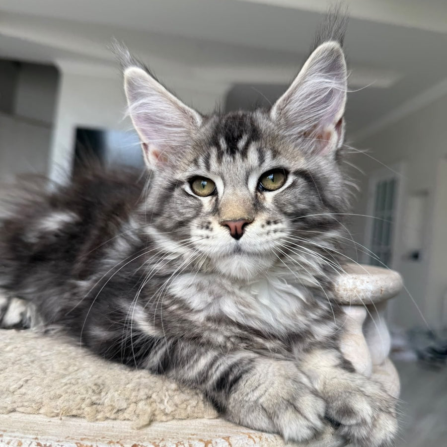 Jeya Maine Coon female, black silver tabby