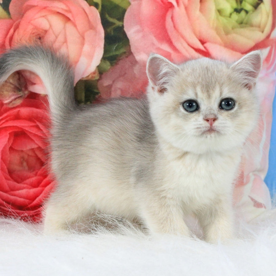 Tair British Shorthair male, blue golden shaded