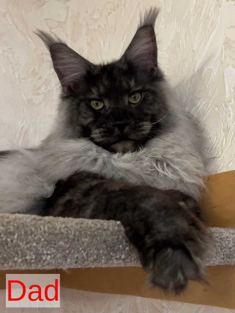 Dankos Maine Coon polydactyl male, black silver ticked tabby