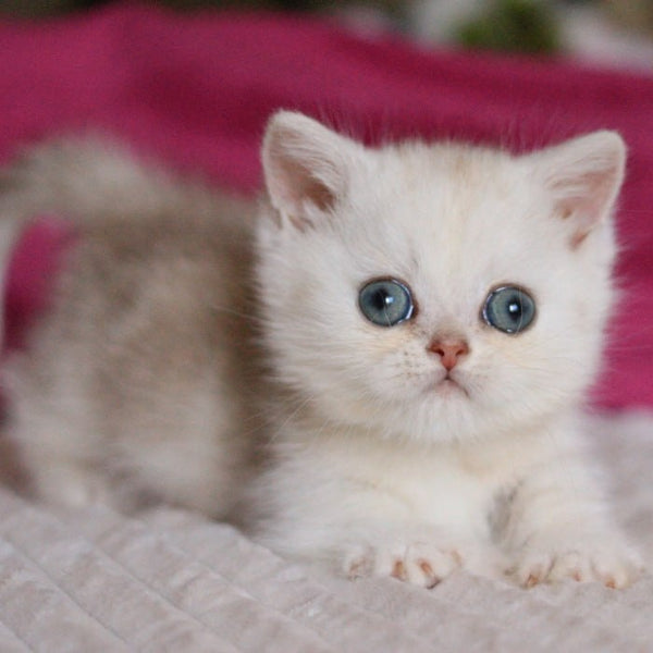 Zucchi Munchkin male, blue silver tabby