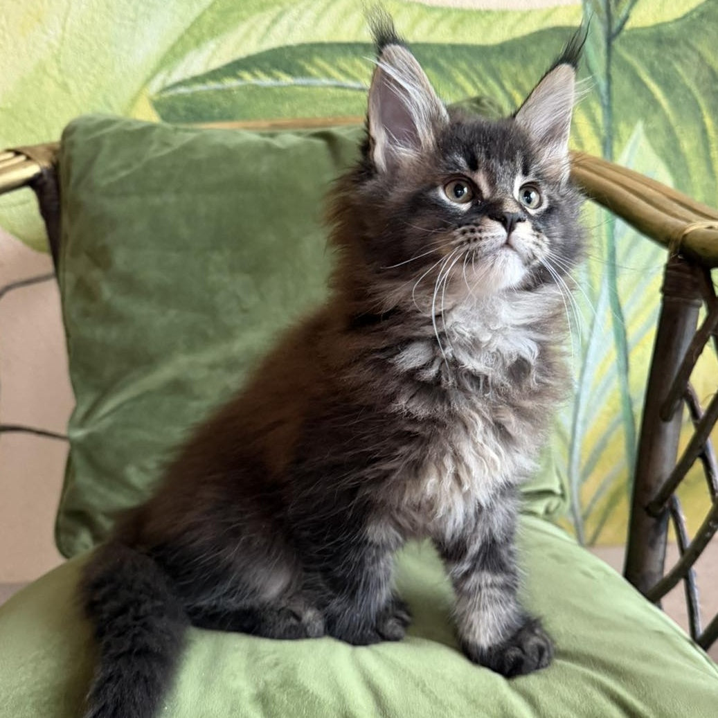 Cleo Maine Coon male, black ticked tabby