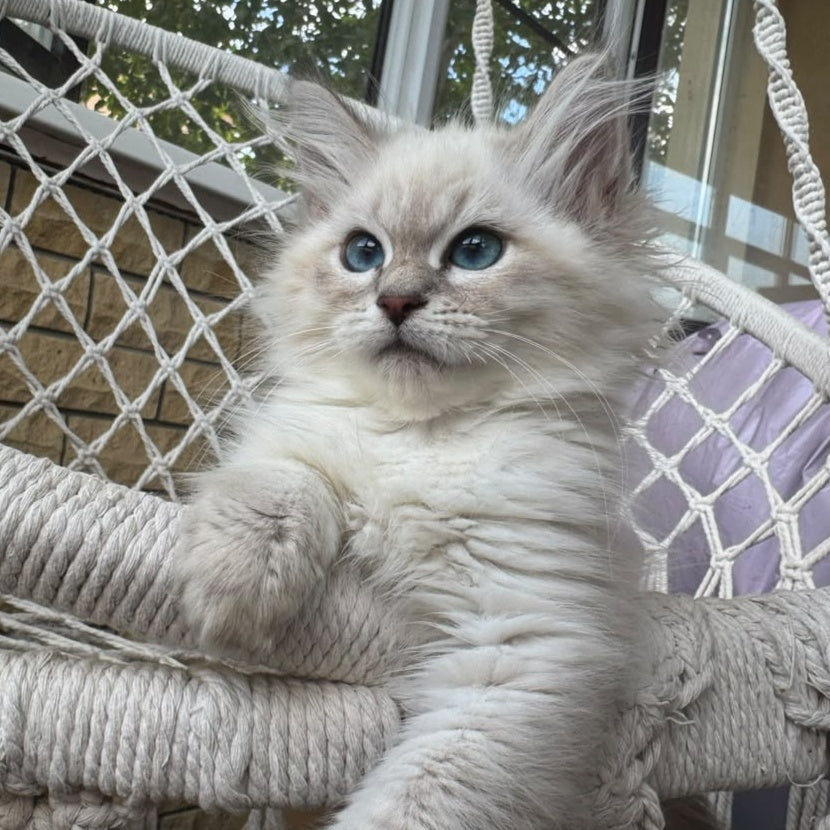 Mary Siberian female, blue pointed