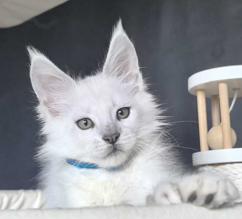 Urman Maine Coon polydactyl male, black silver chinchilla