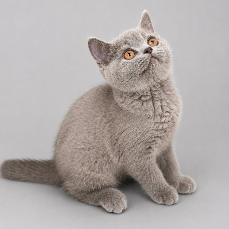 Belyash British Shorthair male, lilac