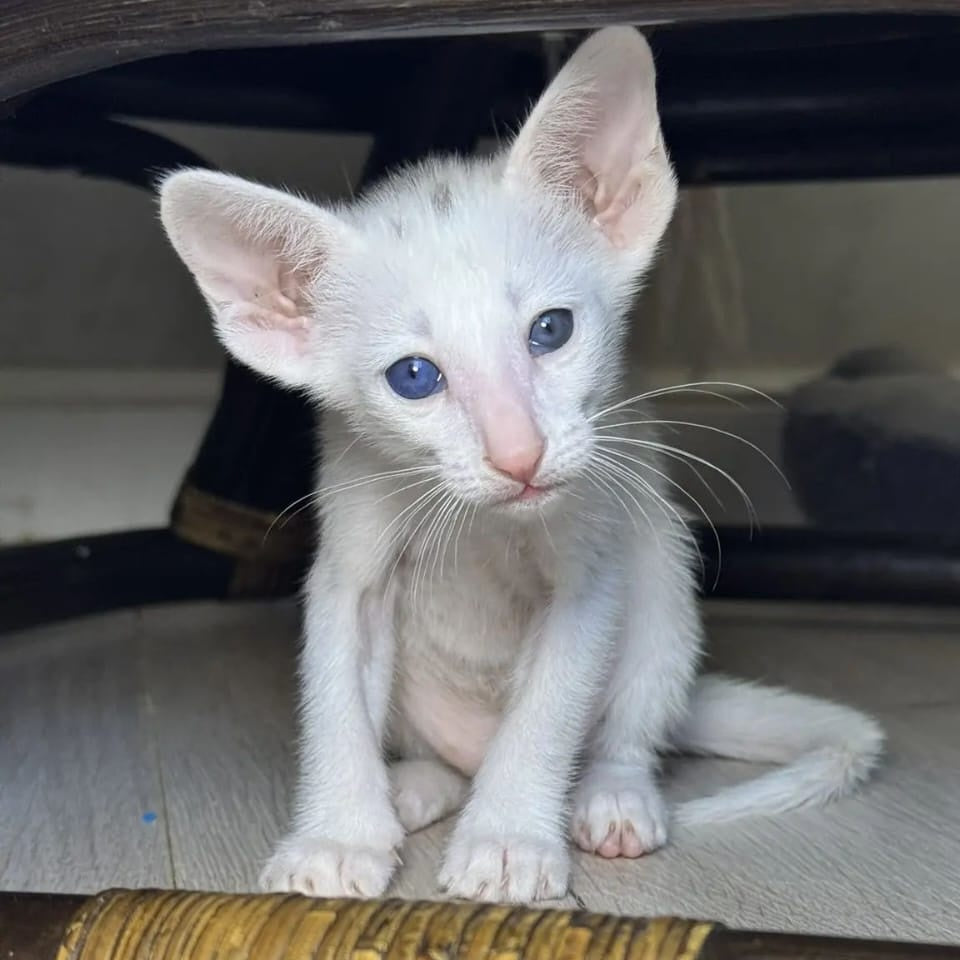 Diva Oriental Shorthair female, white