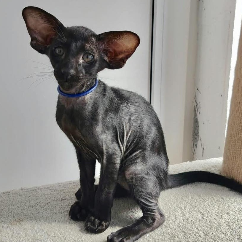 Baks Oriental Shorthair male, black