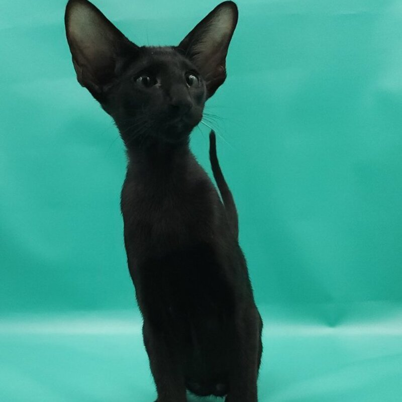 Romeo Oriental Shorthair male, black