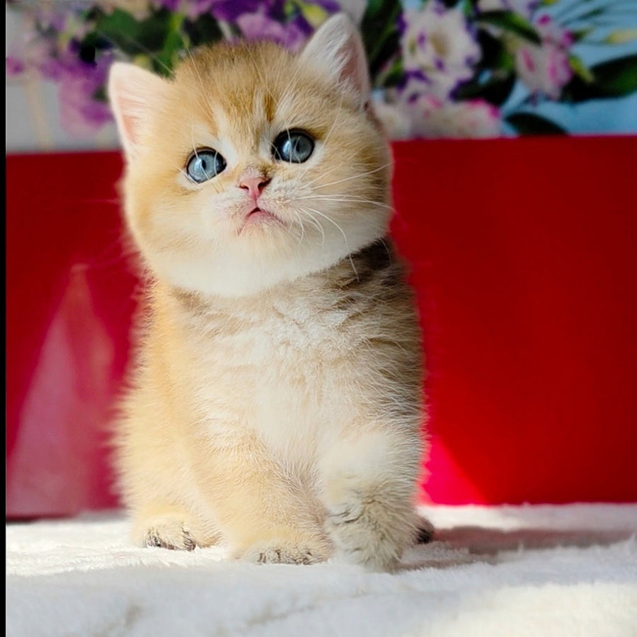 Thomas British Shorthair male, black golden shaded