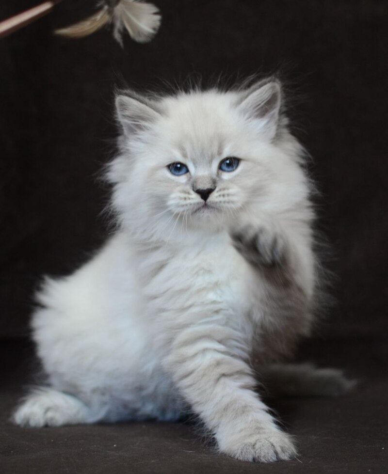Eliksir Neva Masquerade male, blue tabby pointed