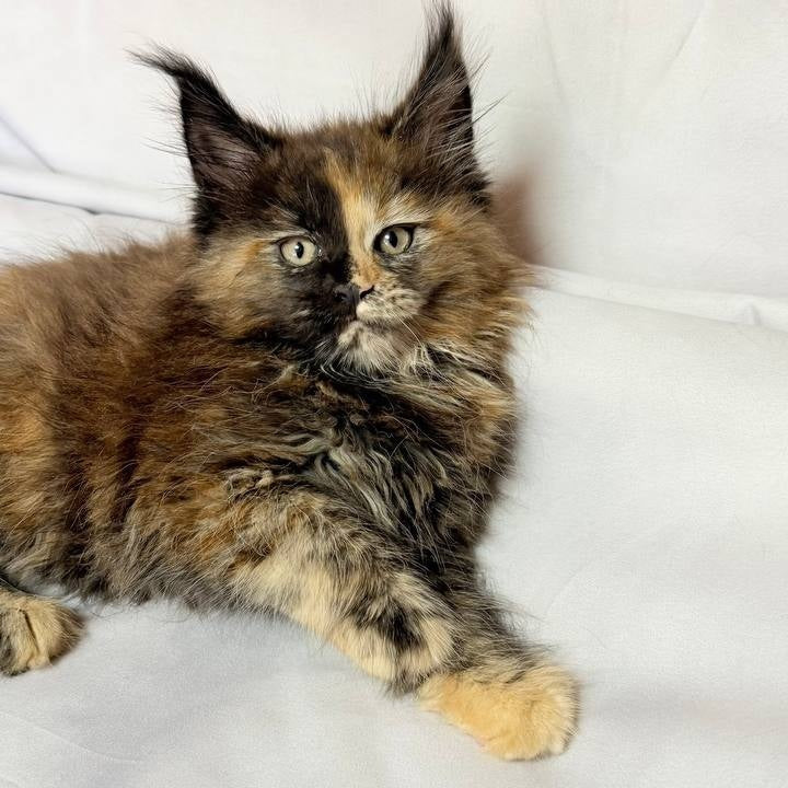 Magnolia Maine Coon female, black tortie