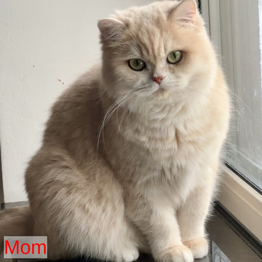 Jasmine British Longhair female, black golden spotted tabby