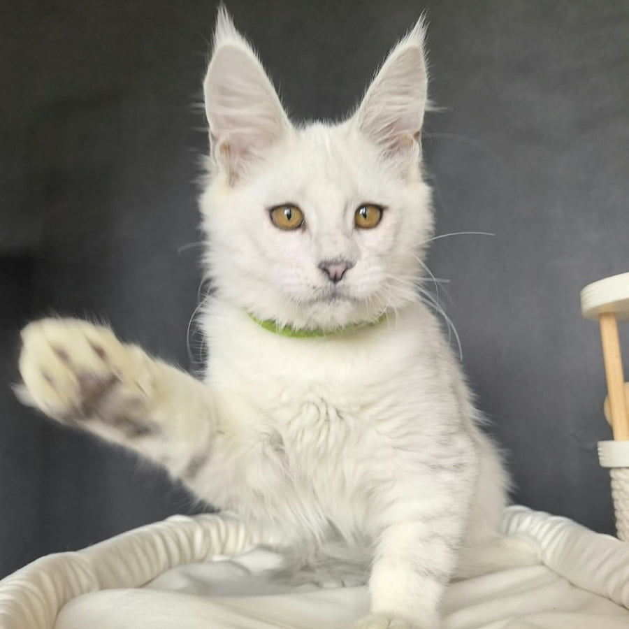 Wilma Maine Coon female, black silver chinchilla