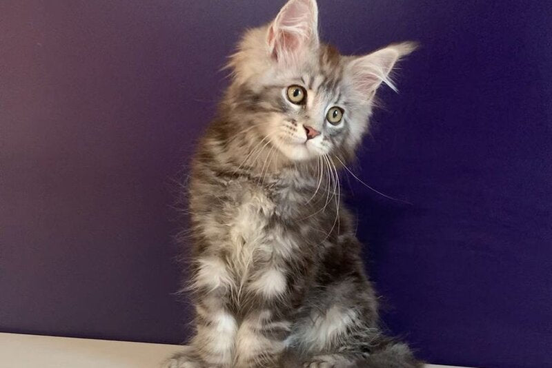 Norion Maine Coon polydactyl male, black silver tabby