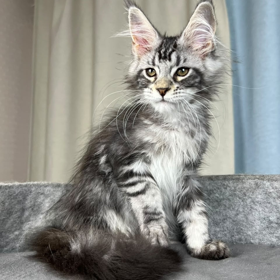 Quincy Maine Coon female, black silver tabby